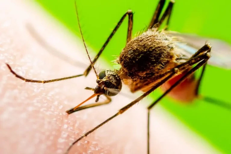 Mi a japán encephalitis?